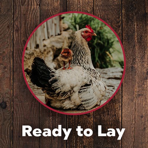 Clickable image to be taken to the Frey's breed directory for Ready To lay hens. Image of a chick breaking out of an egg