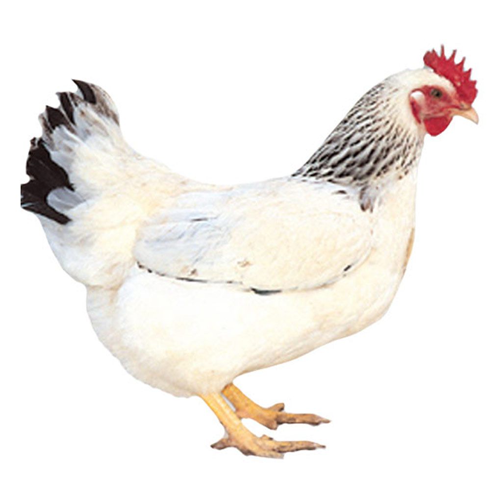 photo of columbian rock X chicken