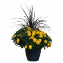 SNIPPE MUM WITH GRASS 13&quot;