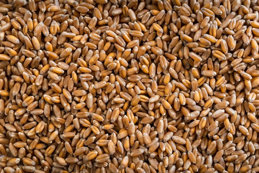 BADEN D.C HARD RED WHEAT 22.8KG