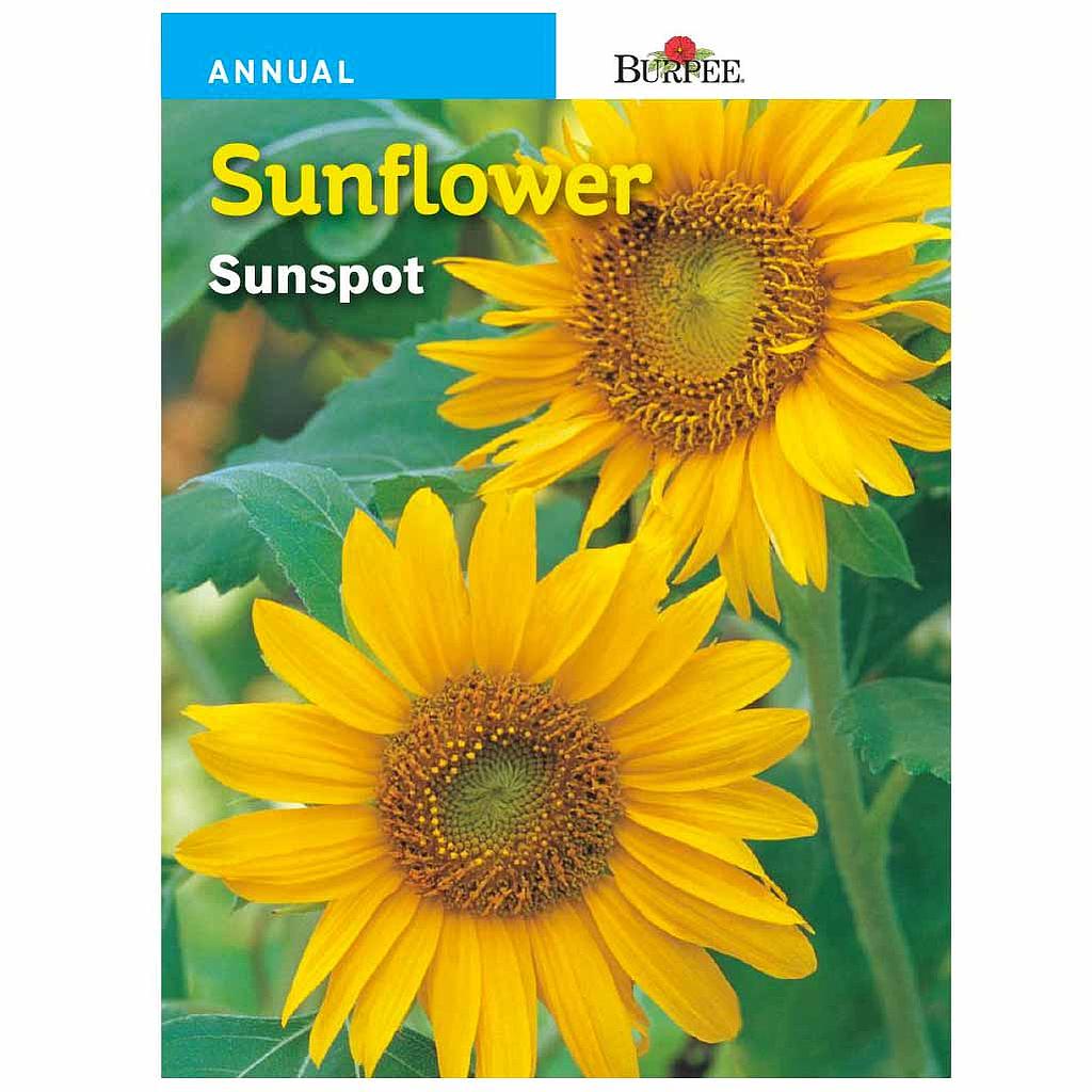 BURPEE SUNFLOWER - SUNSPOT