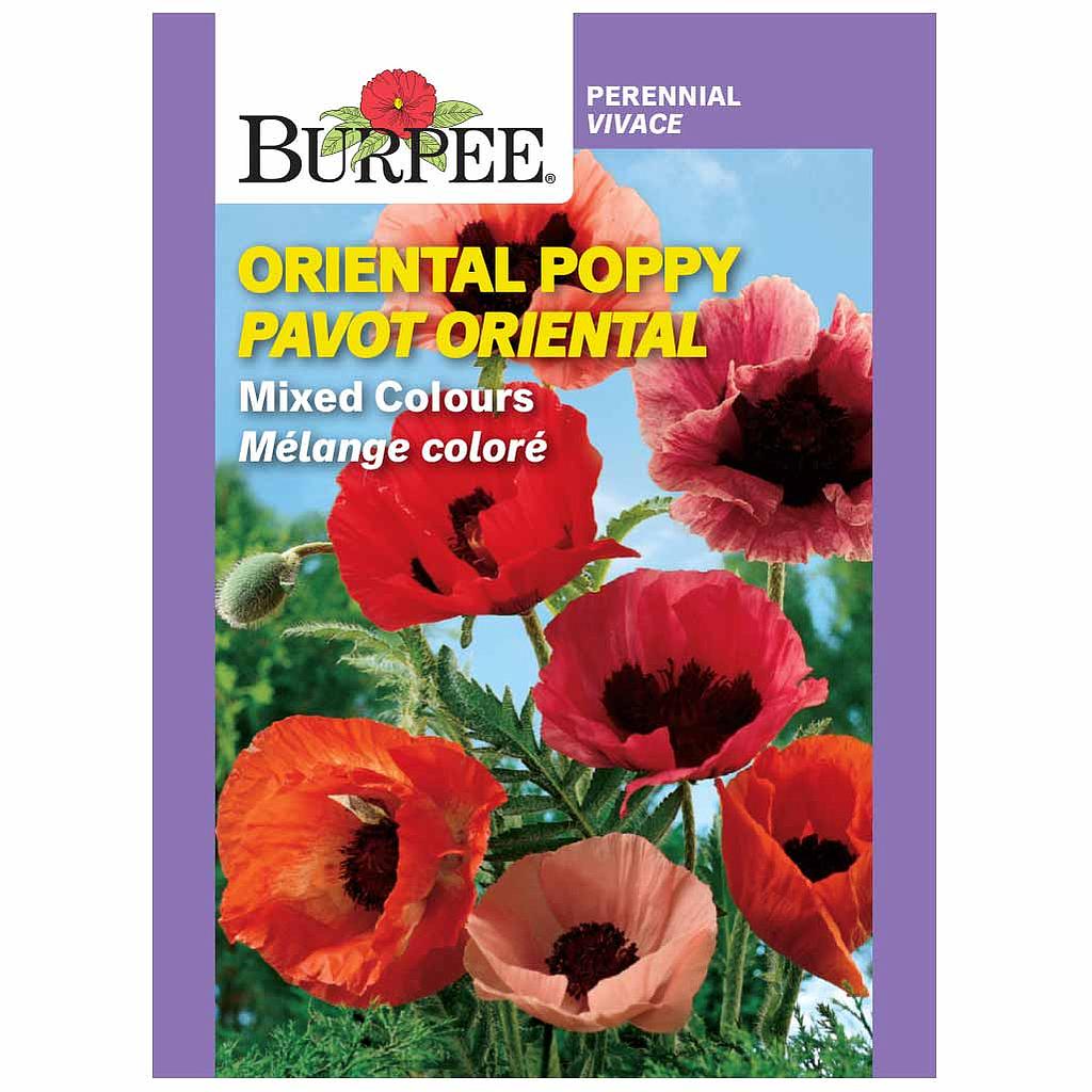 BURPEE ORIENTAL POPPY - MIXED COLOURS