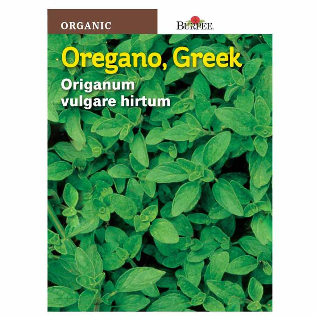 BURPEE HERB OREGANO - GREEK