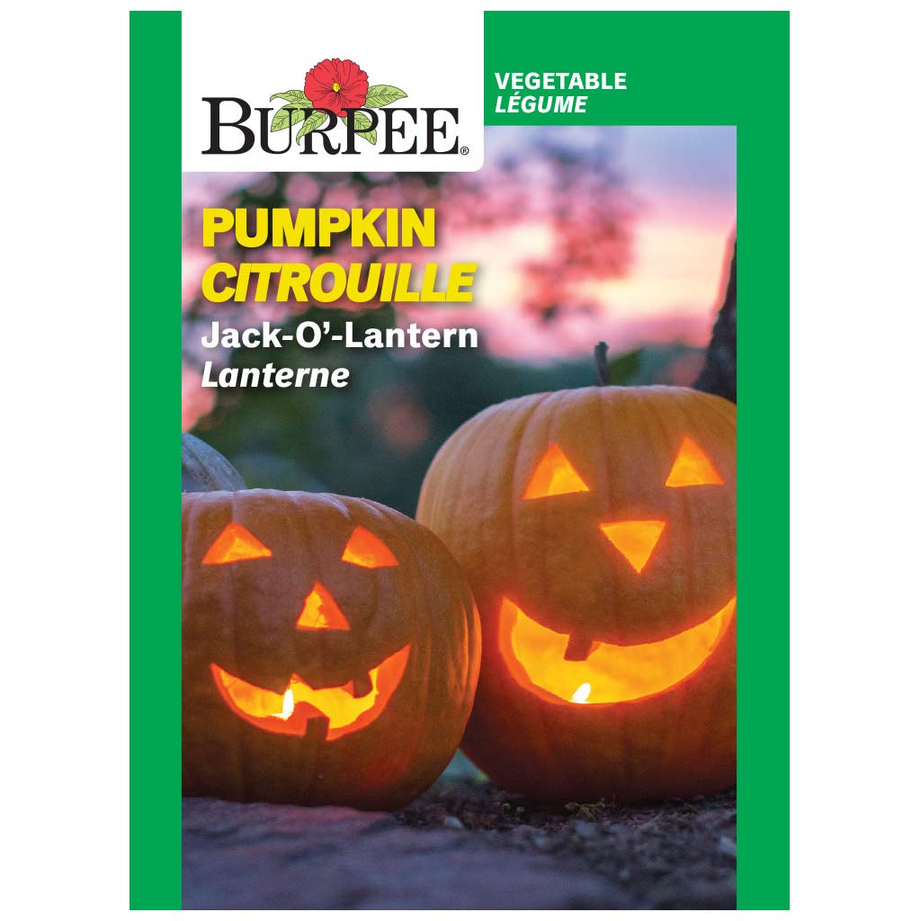 BURPEE PUMPKIN - JACK O' LANTERN