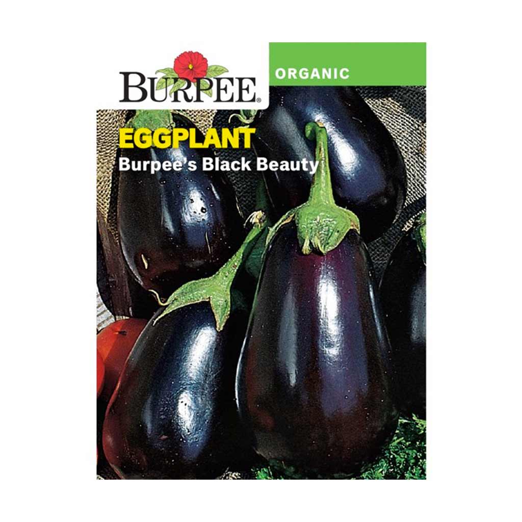 BURPEE EGGPLANT - BURPEE'S BLACK BEAUTY