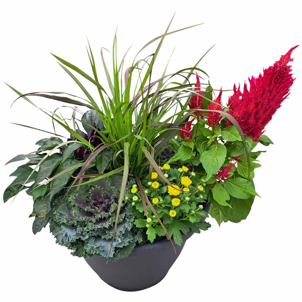 DMB - SNIPPE FALL MIXED PLANTER 13&quot;