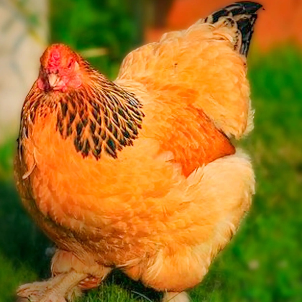 FREY'S READY TO LAY BUFF BRAHMA PULLETS