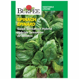 [10081176] BURPEE SPINACH - SALAD SENSATION HYBRID