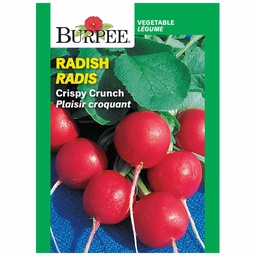 [10081178] BURPEE RADISH - CRISPY CRUNCH