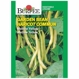 [10081248] BURPEE GARDEN BEAN - MELLOW YELLOW