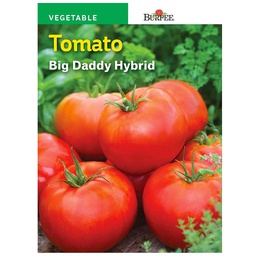 [10081292] BURPEE TOMATO - BIG DADDY HYBRID