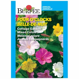 [10081378] BURPEE FOUR O'CLOCKS - COTTAGE GARDEN MIXED COLOURS