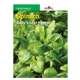 [10081534] BURPEE SPINACH - BABY'S LEAF HYBRID