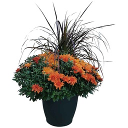 [176-123455] DMB - SNIPPE MUM WITH GRASS 13&quot;