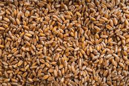 [10004288] BADEN D.C HARD RED WHEAT 22.8KG